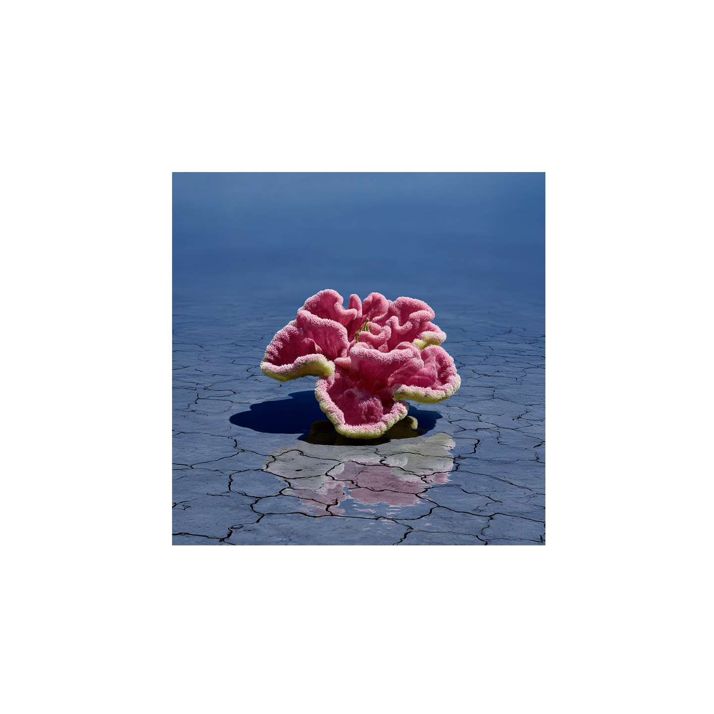 Lena Visuals - Coral