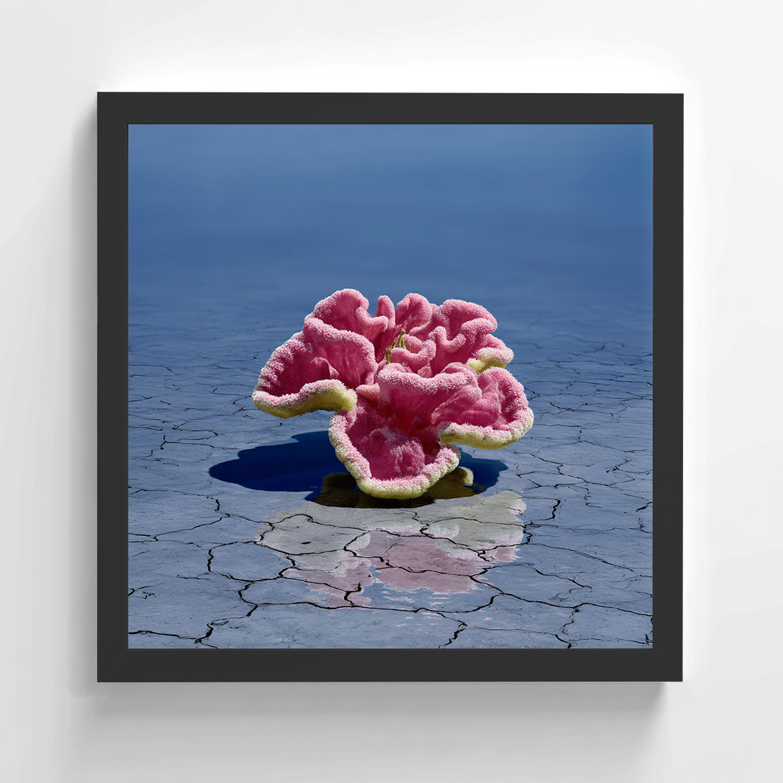 Lena Visuals - Coral