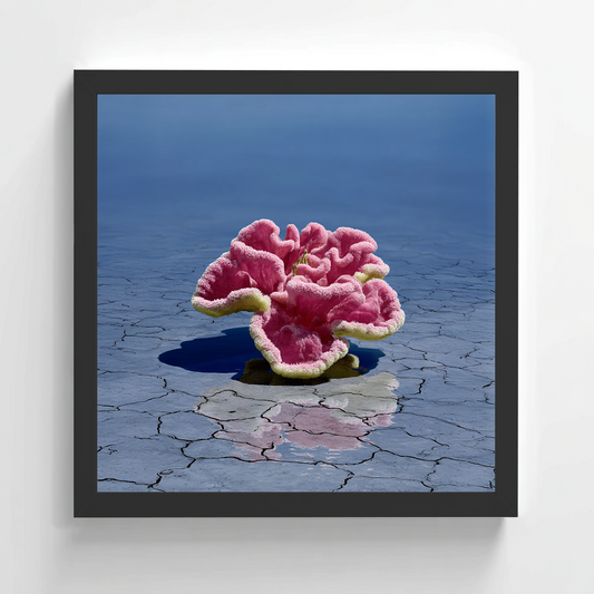 Lena Visuals - Coral