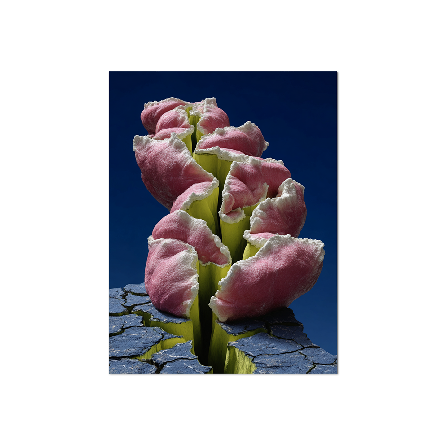 Lena Visuals - Crack Bloom