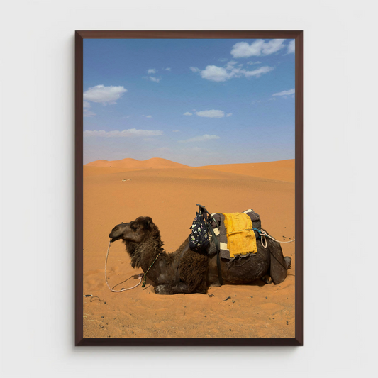 Theivaneide - MOROCCO: Camels Waiting