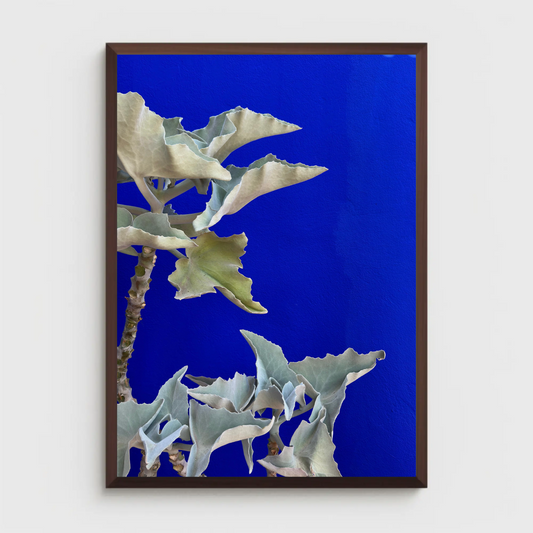 Theivaneide - MOROCCO: Blue Kalanchoe