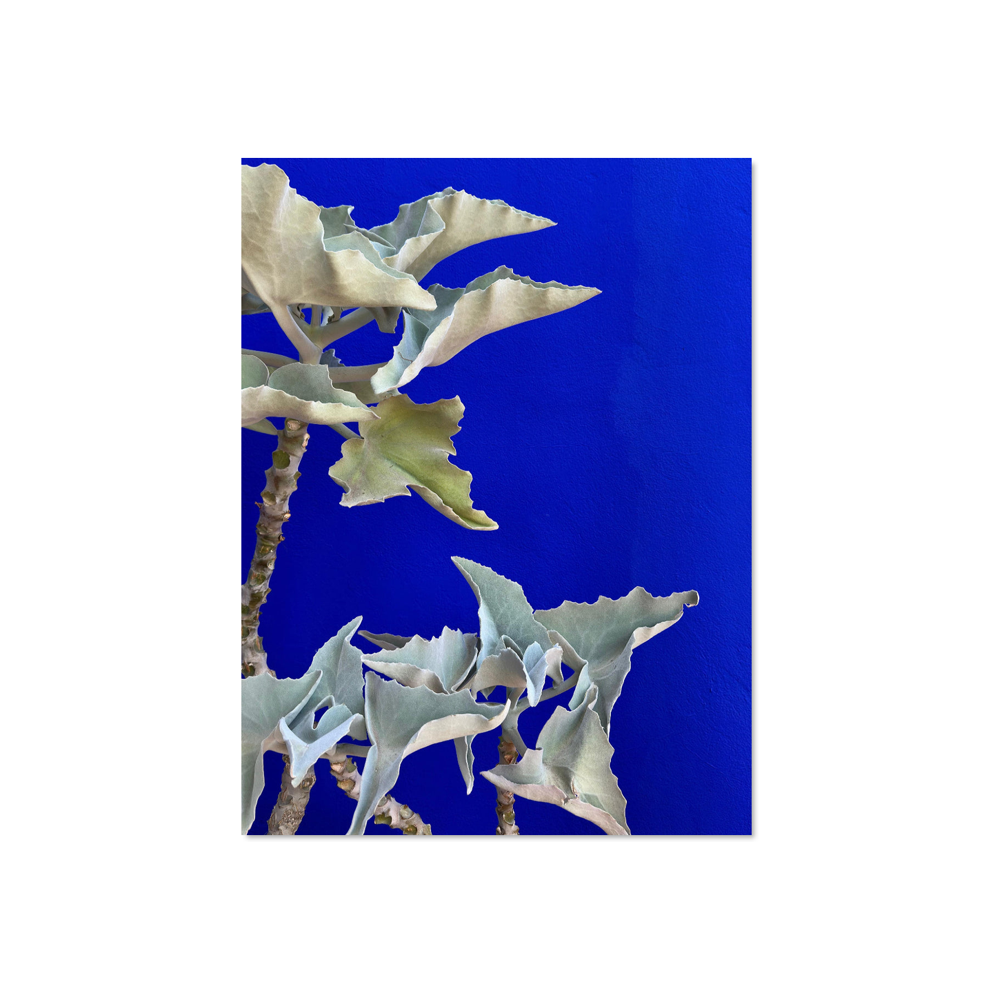 Theivaneide - MOROCCO: Blue Kalanchoe