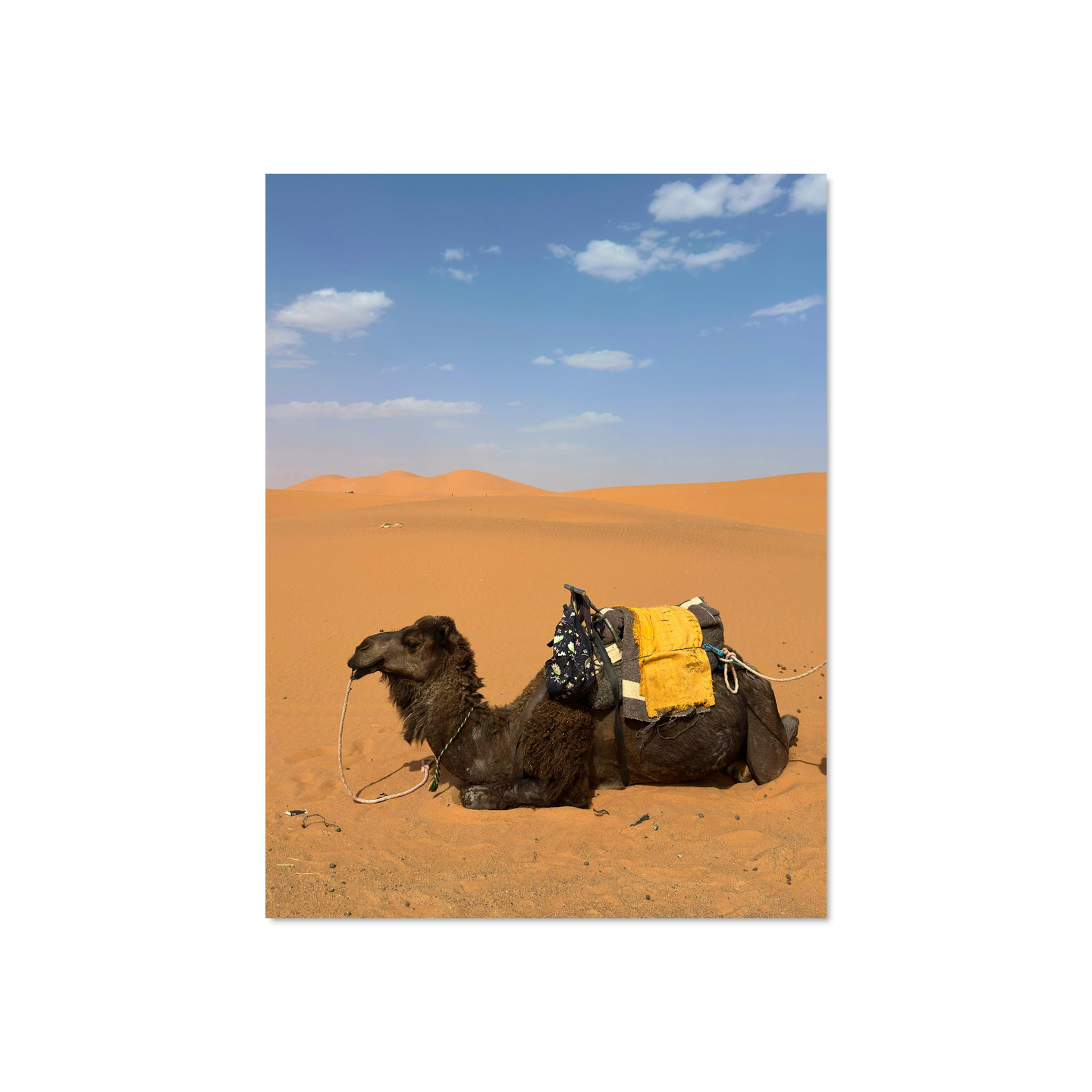 Theivaneide - MOROCCO: Camels Waiting
